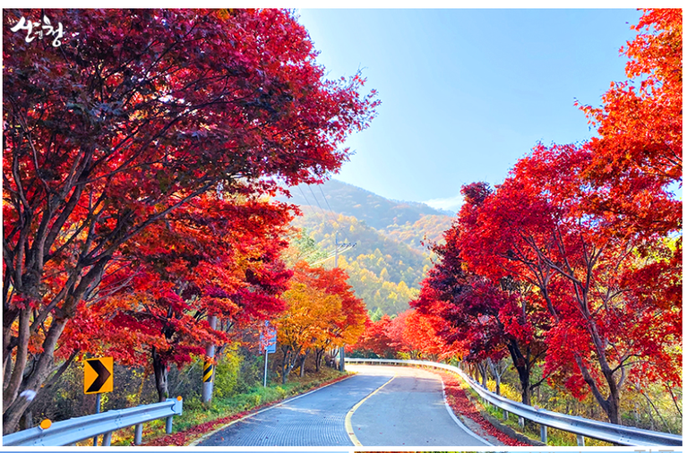 산청 밤머리재 단풍 드라이브｜지리산 메이플로드 따라 떠나는 가을 여행